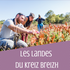 Les landes du Kreiz Breizh