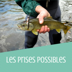 Les prises possibles