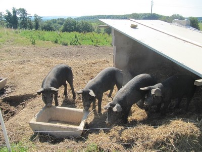 Camping à la ferme Mellon