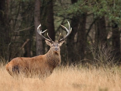 Les landes de Lan Bern - Réserve Naturelle