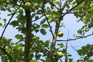 Les landes de Lan Bern - Réserve Naturelle