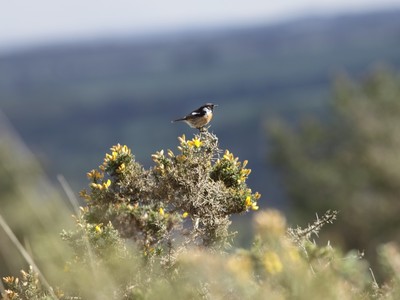 Les landes de Locarn