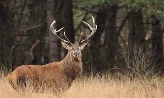 Les landes de Lan Bern - Réserve Naturelle