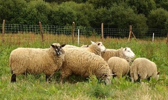 Camping à la ferme Mellon