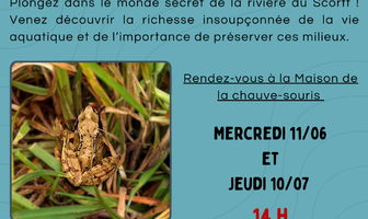 Les p’tites bêtes du cours d’eau