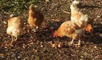 Camping à la ferme Mellon