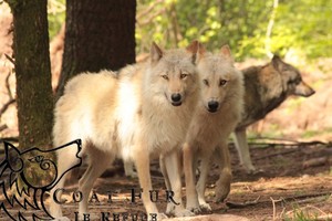 Refuge des Loups de Coat Fur